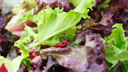salad